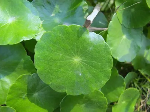 香菇草-浮水植物