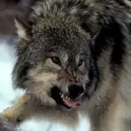 狼图片大全大图霸气凶猛霸气的狼头像图片