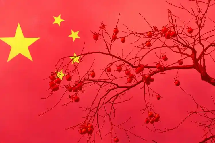 柿子熟了,一片中国红