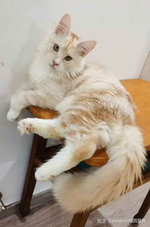 听说凯米尔缅因很少见可以给我看看你们的凯米尔色缅因猫吗