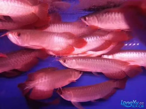 求助 半号红龙 长大什么样