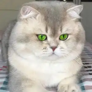 英短蓝金渐层活物幼崽纯种家养宠物猫紫金渐层活体幼猫绿眼睛幼猫