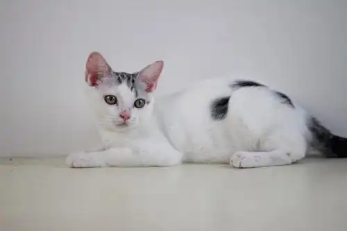 美短高白妹妹小偿沈阳