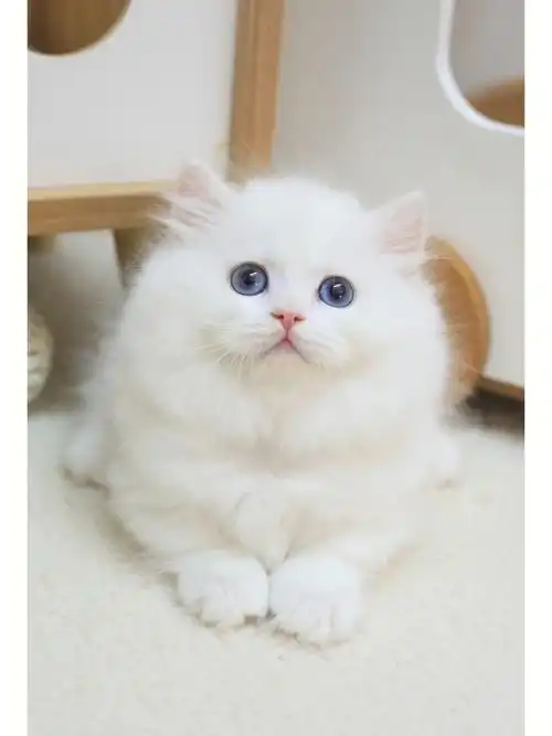 广州猫舍纯白蓝眼拿破仑矮脚弟弟