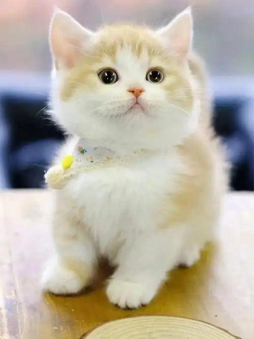 78精品橘白曼基康矮脚妹妹