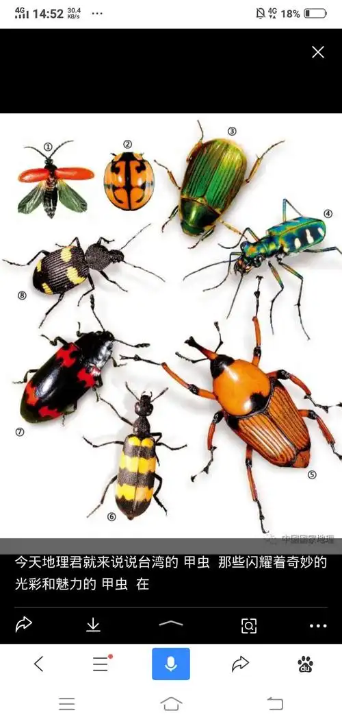 智汇树美术中心艺术创想班《可爱的甲虫》