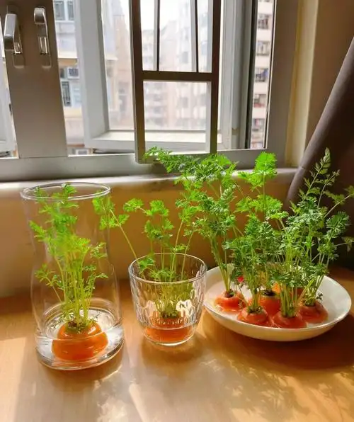 水培蔬菜怎么种植(教你水培植物的方法和技巧)