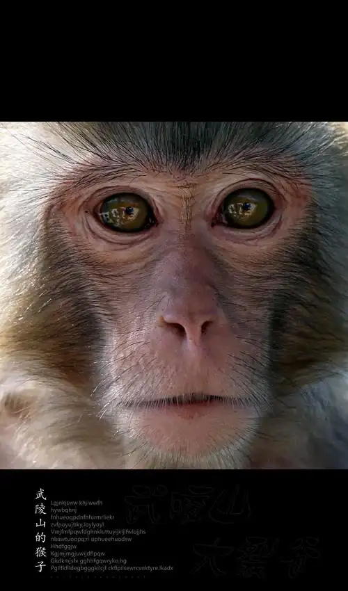 母性的光辉【武陵山的猴子】