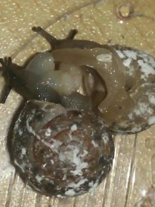 蜗牛是在交情的时候产卵的吗?这个图片算吗?