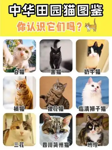中华田园猫图鉴,来看看你家主子上榜了吗?