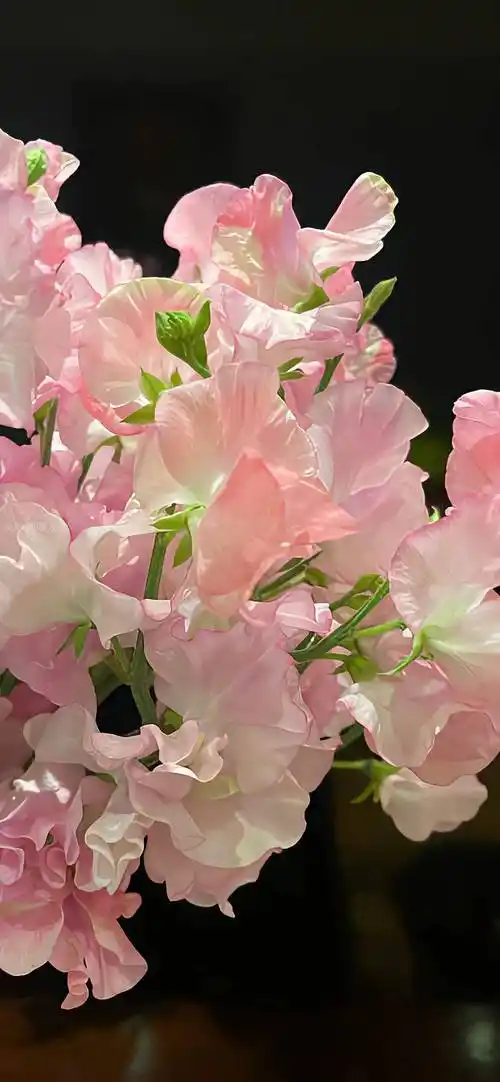 壁纸|一组舍不得换的手机壁纸