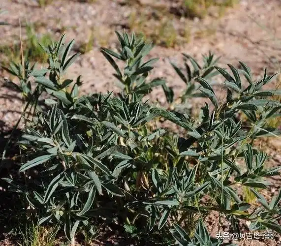 驱蛇草是什么植物