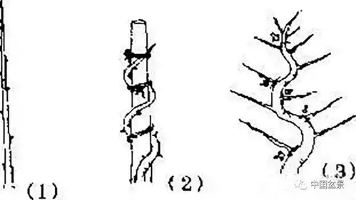盆景的修剪知识与技法