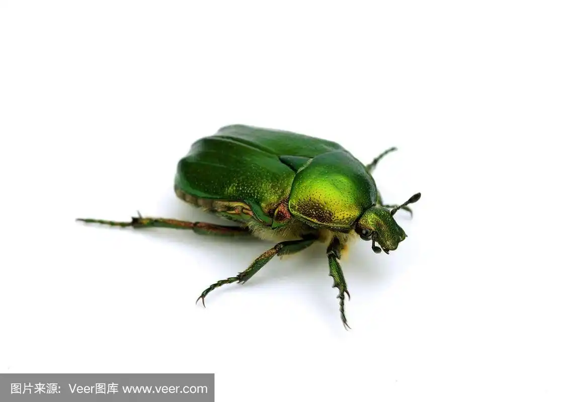绿色,甲虫,自然,野生动物,水平画幅