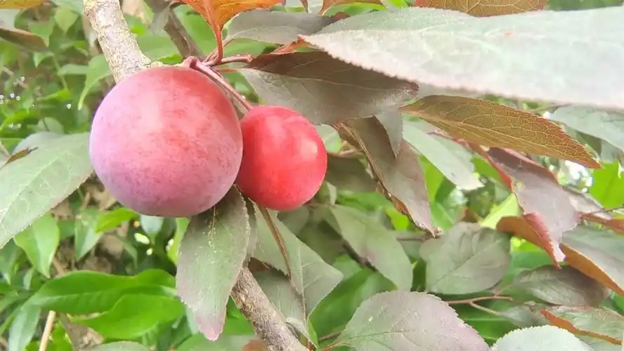 美丽吉安:紫叶李果实挂满枝头成风景