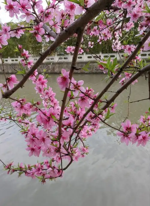 桃花依旧笑春风