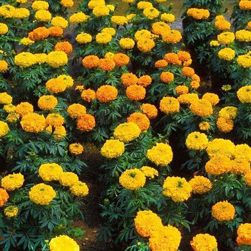 耐旱耐热草花万寿菊种子花路边户外种籽秋天室外花种庭院花卉植物