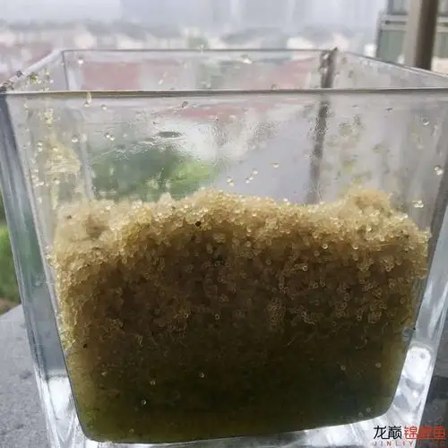 锦鲤学堂 - 龙巅锦鲤鱼