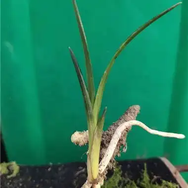 蕙兰(木纹草,黑皮)原生态