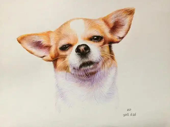 【美术之家】彩铅画哈士奇狗狗的作画步骤图