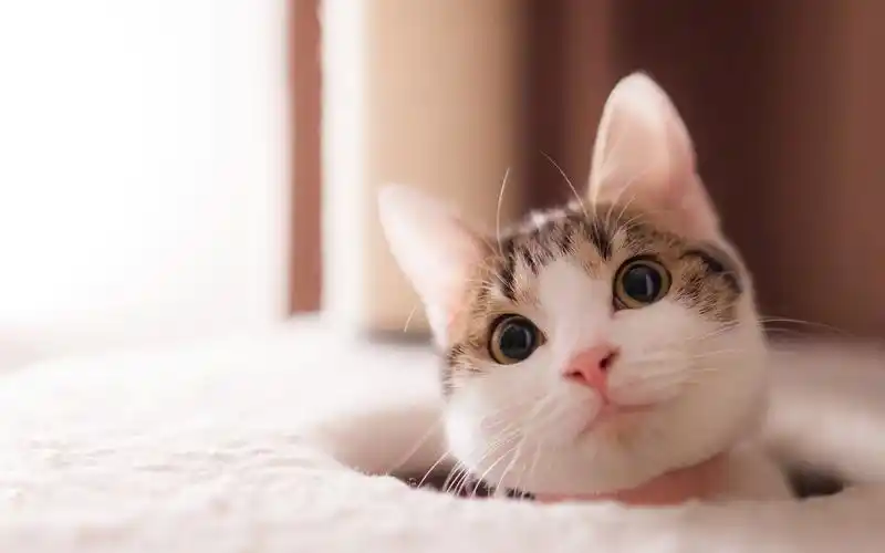 治愈系小巧超萌小动物壁纸_一大波萌宠正向你袭来