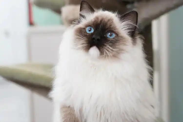 小猫分享海豹手套色布偶猫