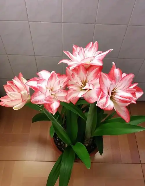 朱顶红,就选"花孔雀",又美又仙,丰花勤花,新手也能养|大丽花|盆栽|花