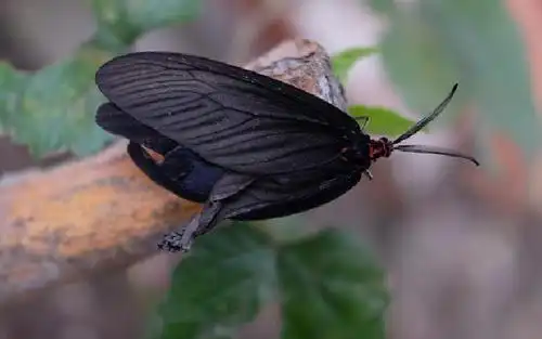 的污染,几十年后,当地的居民发现白色的蛾子消失了,而出现了黑色蛾子