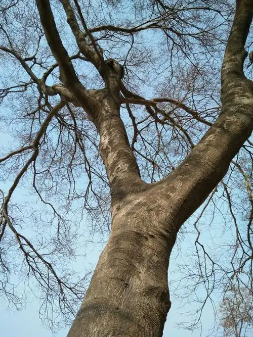 千年树龄的――狗脊骨树