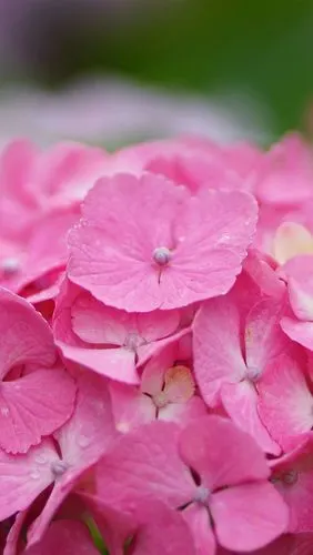 漂亮的粉红色的绣球花 iphone 壁纸