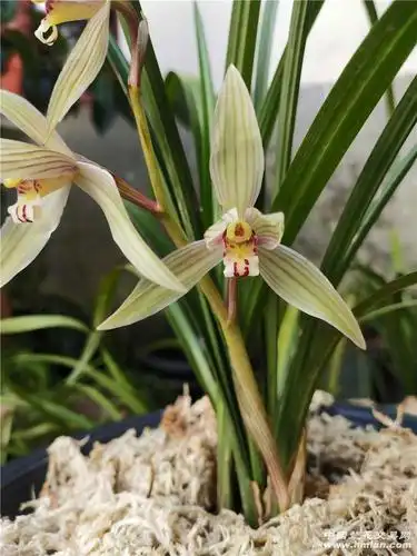 普花-春剑篇-中国兰花交易网社区