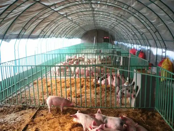 陕西大棚养殖南美白对虾规格齐全全国施工性价比高