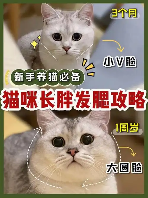 猫咪发腮攻略73超实用