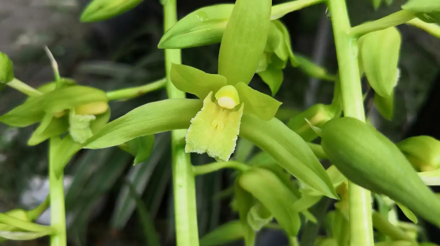 蕙兰素心花,颜色绿素,花香迷人!