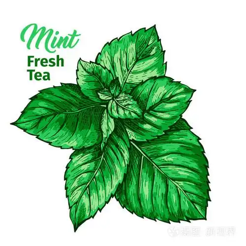 孤立的手绘标记绘画标签与薄荷. 薄荷植物学植物和手字书法铭文.