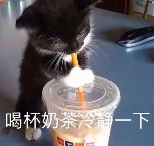 萌宠gif猫星人gif喝杯奶茶冷静一下gif可爱gif搞怪gif逗gif