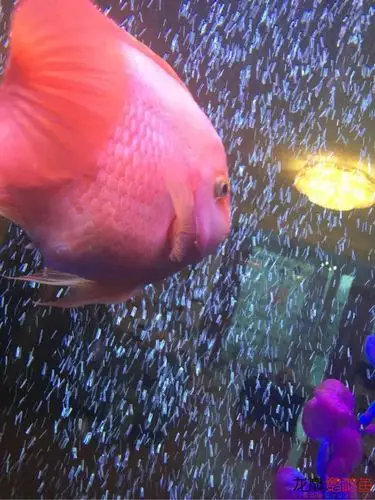 鹦鹉鱼怎么了?肚子鼓了包!脱肛吗?