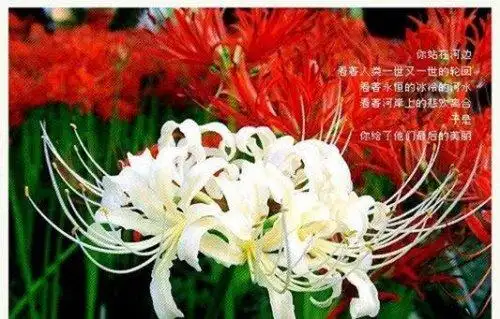 地狱之花彼岸花图片 犹如鲜红的血液(花叶永不相见)(2)