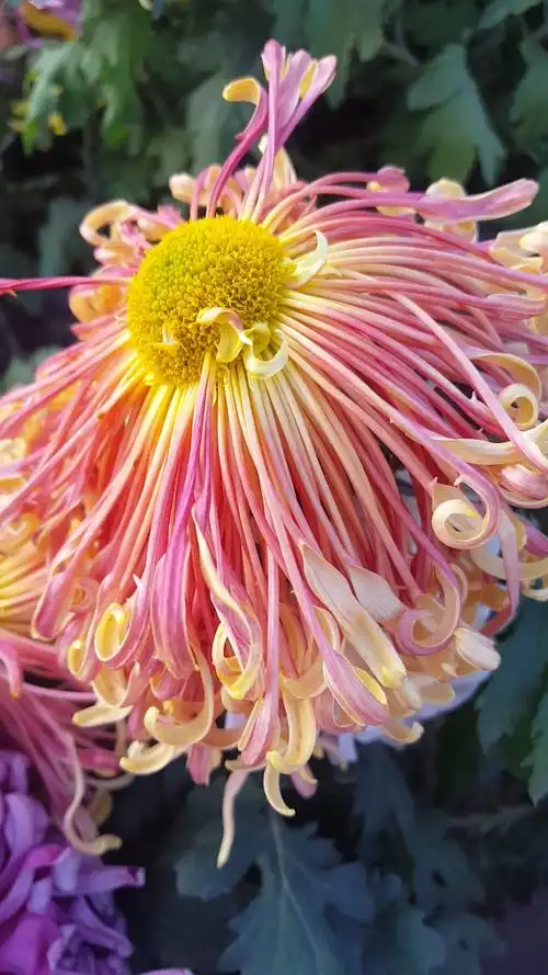 不同颜色姿态的菊花太美了