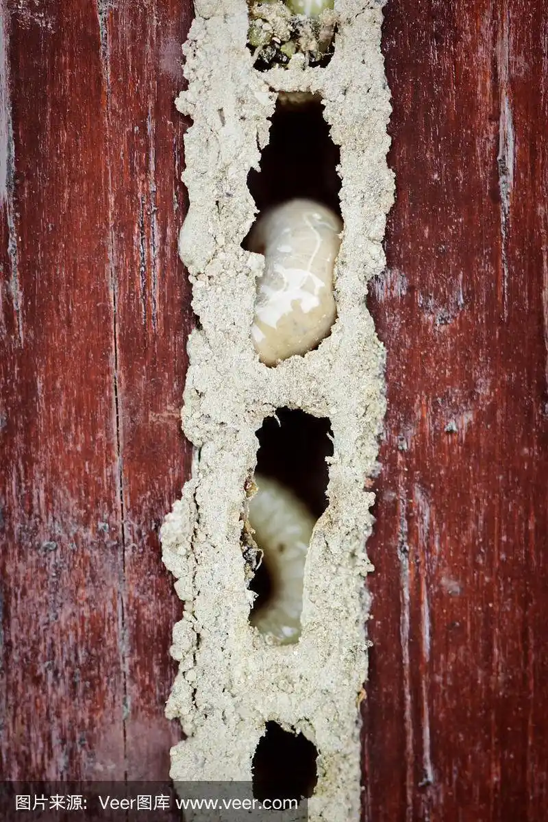 木蛀虫巢近了,大型幼虫蛆虫破坏家具