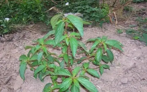 这种草,号称"血见愁",可想而知它的止血能力有多强!