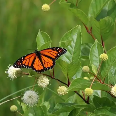 唯美蝴蝶头像美丽的帝王蝴蝶太美了