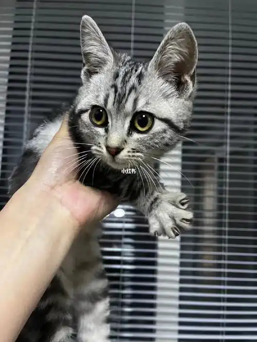 昨晚农村捡到一只美短虎斑纹猫,帮我来看看