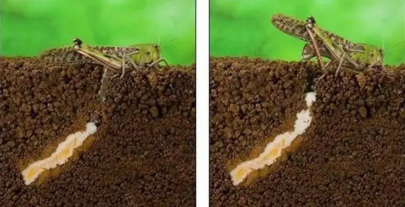 揭秘蝗虫产卵全过程:生殖器超出身体两倍