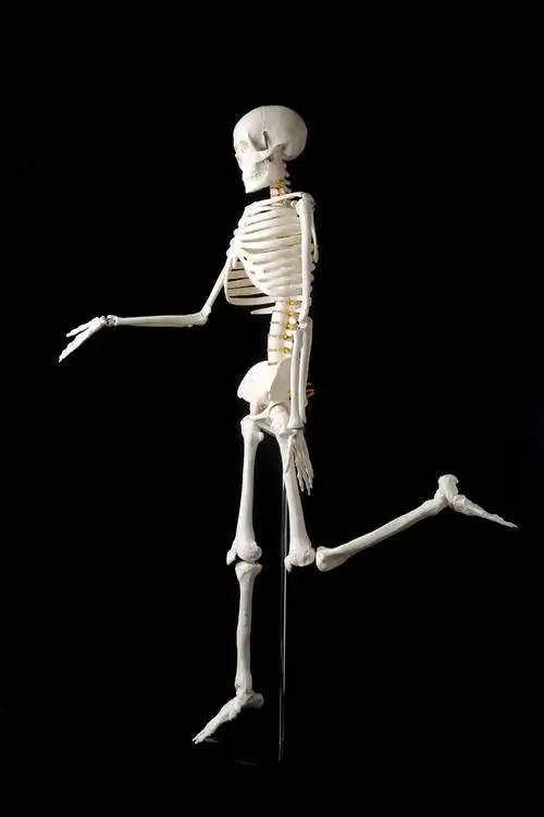 医学全身人体骨骼模型45cm85厘米骨架模型骷髅脊柱模型脊椎