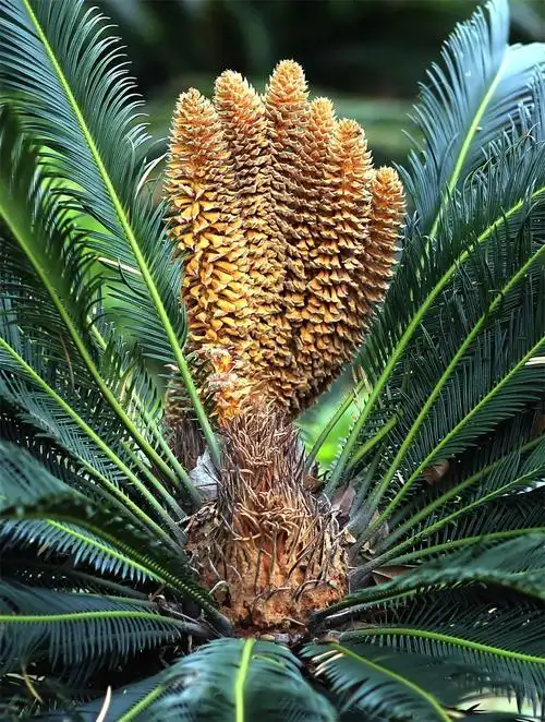 难德一见的铁树开花