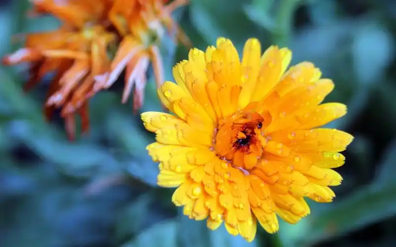 黄色菊花后雨 壁纸 - 1440x900