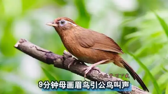 鸟叫声:极品母画眉鸟引公鸟叫声,时长9分钟!