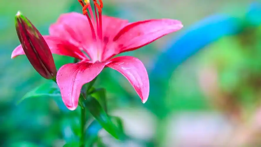 粉色百合花语壁纸图片