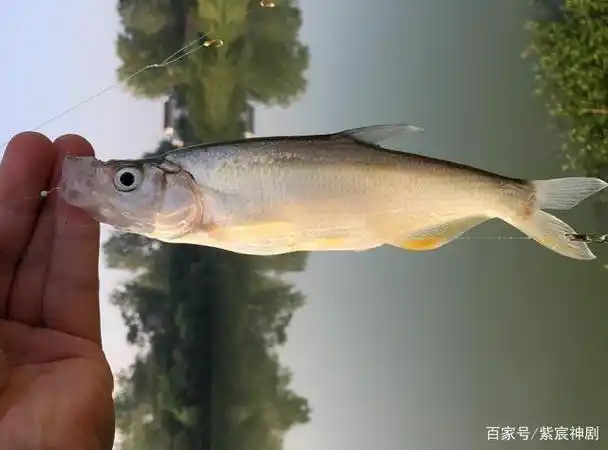 青稍鱼,很大一部分人都会把它错认为是翘嘴.